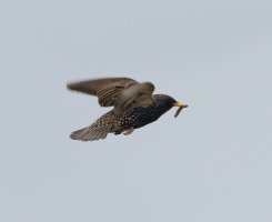 309A8109-DxO_starling_flying+worm-2_00x.jpg
