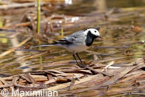 wagtail_2022_01.JPG