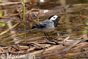 wagtail_2022_02.JPG