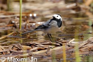 wagtail_2022_03.JPG