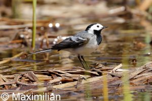 wagtail_2022_04.JPG