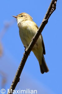 chiffchaff_2022_04.JPG