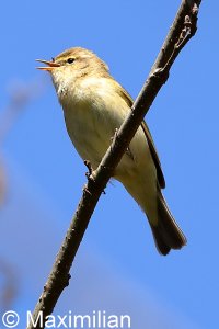 chiffchaff_2022_05.JPG