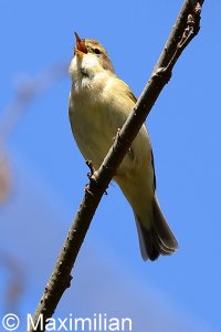 chiffchaff_2022_06.JPG