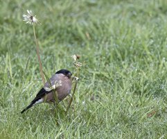 Bullfinch.. KC. 24:5:22.jpg