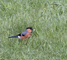 Bullfinch. kc. 24:5:22.jpg