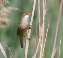 309A7879-DxO_reed_warbler-2_00x.jpg