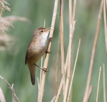 309A7878-DxO_Reed_Warbler-2_00x.jpg