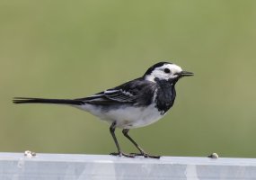 309A8015-DxO_pied_wagtail.jpg