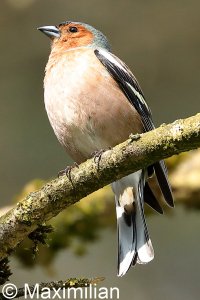 chaffinch_2022_05.JPG