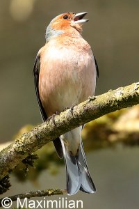 chaffinch_2022_06.JPG