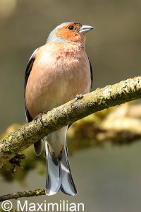 chaffinch_2022_07.JPG