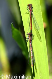 red_damselflies_L_2022_01.JPG