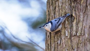 White-Breasted Nuthatch, Chester Co. PA