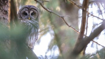 Barred Owl, Chester Co. PA