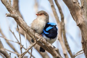 Splendid Fairywrens, Kangaroo Island SA