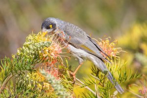 Noisy Miner, Adelaide SA