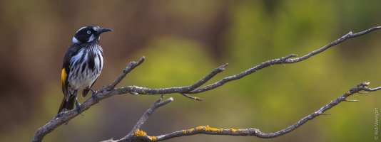 New Holland Honeyeater, Kangaroo Island SA