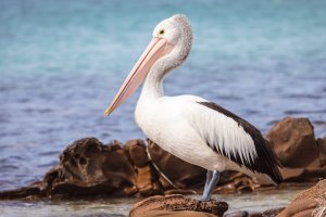 Australian Pelican, Kangaroo Island SA