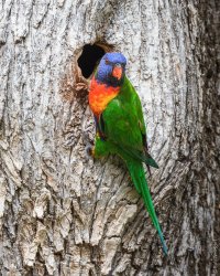 Rainbow Lorikeet, Adelaide SA