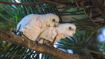 Little Corellas, Kangaroo Island SA