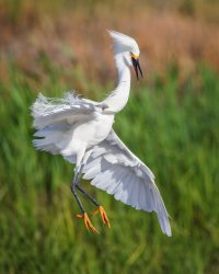 Snowy Egret, Forsythe NWR, NJ