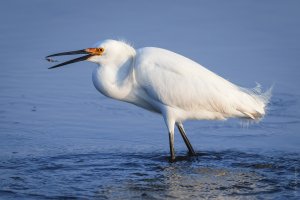 Snowy Egret with Grass Shrimp, Forsythe NWR, NJ