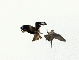 Buzzard_peregrine_falcon_in_fight_1sec.gif