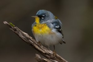 Northern Parula (male-spring) 156.jpg