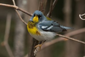Northern Parula (male-spring) 159.jpg