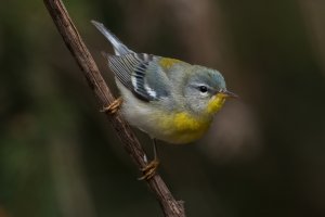 Northern Parula (female-spring) 124.jpg