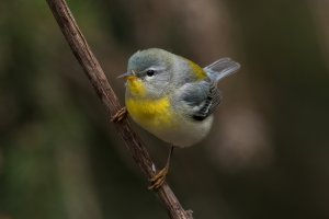 Northern Parula (female-spring) 125.jpg