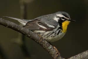 Yellow-throated Warbler (adult-spring) 124.jpg
