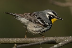 Yellow-throated Warbler (adult-spring) 125.jpg