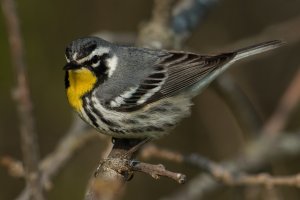 Yellow-throated Warbler (adult-spring) 126.jpg