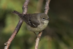 Pine Warbler (male-spring) 112.jpg