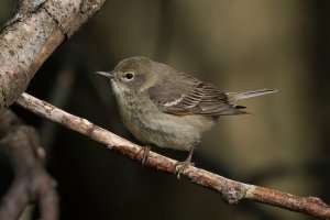 Pine Warbler (male-spring) 113.jpg