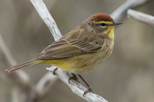 Palm Warbler (western-spring) 162.jpg