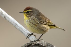 Palm Warbler (western-spring) 163.jpg