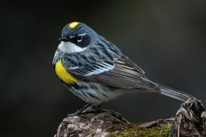 Yellow-rumped Warbler (male-spring) 150.jpg
