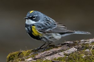 Yellow-rumped Warbler (male-spring) 153.jpg