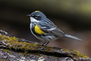 Yellow-rumped Warbler (male-spring) 154.jpg