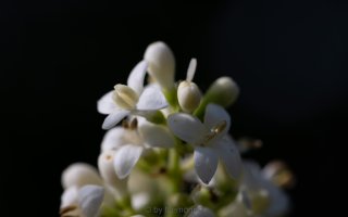 in the morning sun.jpg