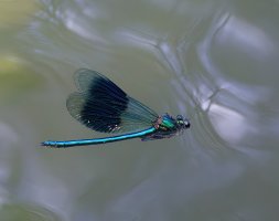 309A8518-DxO_banded_demoiselle_flying-ls-sm.jpg