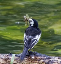 309A8592-DxO_pied_wagtail+insects_full_back_cv.jpg