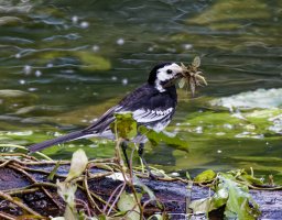 309A8623-DxO_pied_wagtail+insects_full_side_cv.jpg