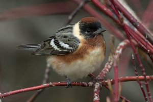 Bay-breasted Warbler (male-spring) 156.jpg