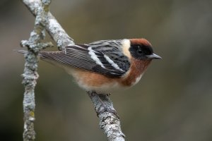 Bay-breasted Warbler (male-spring) 157.jpg