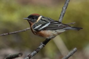 Bay-breasted Warbler (male-spring) 158.jpg