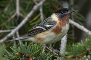 Bay-breasted Warbler (male-spring) 159.jpg